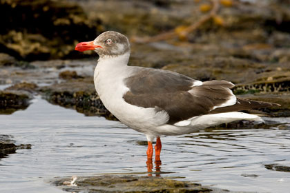 Dolphin Gull Image @ Kiwifoto.com