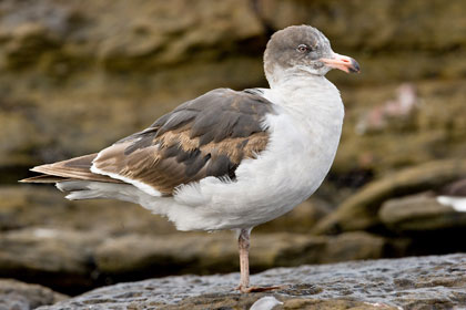 Dolphin Gull Image @ Kiwifoto.com