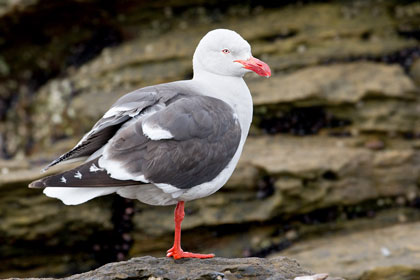 Dolphin Gull Picture @ Kiwifoto.com