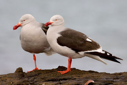 Dolphin Gull Picture @ Kiwifoto.com