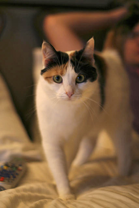 Domestic Cat (Kali Calico)