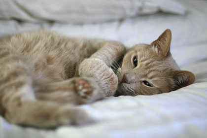 Domestic Cat (Tobey Orange Tabbey)