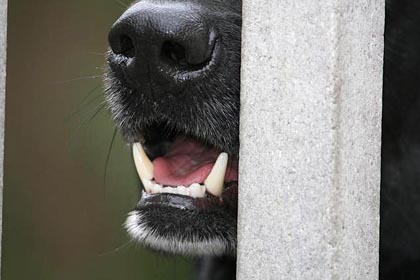 Domestic Dog (Blu Black Labrador)