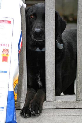 Domestic Dog (Blu Black Labrador)
