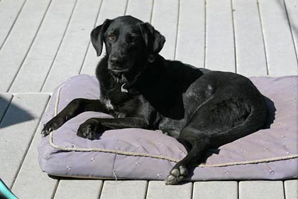 Domestic Dog (Blu Black Labrador)