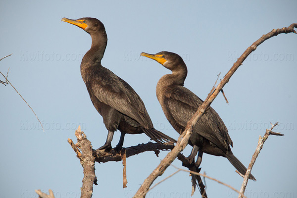 Double-crested Cormorant Photo @ Kiwifoto.com