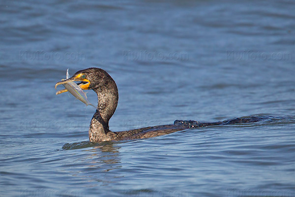 Double-crested Cormorant Photo @ Kiwifoto.com