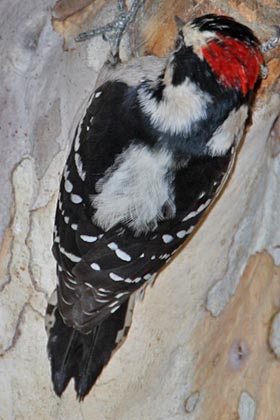 Downy Woodpecker Image @ Kiwifoto.com