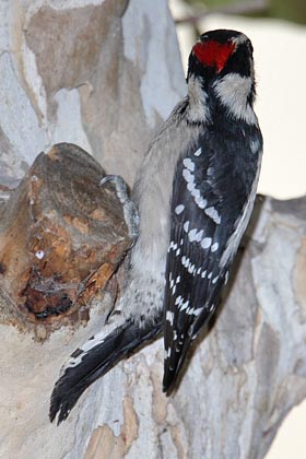 Downy Woodpecker Image @ Kiwifoto.com