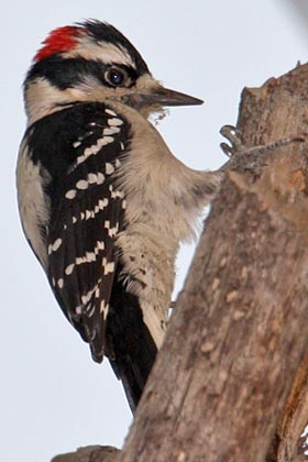 Downy Woodpecker Picture @ Kiwifoto.com