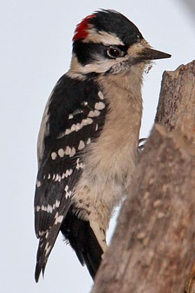 Downy Woodpecker Picture @ Kiwifoto.com