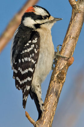 Downy Woodpecker Picture @ Kiwifoto.com