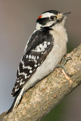 Downy Woodpecker Photo @ Kiwifoto.com