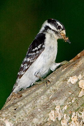 Downy Woodpecker Picture @ Kiwifoto.com