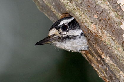 Downy Woodpecker Picture @ Kiwifoto.com