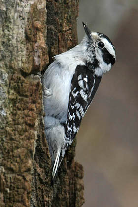 Downy Woodpecker Photo @ Kiwifoto.com