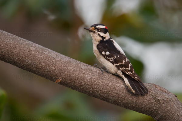 Downy Woodpecker Picture @ Kiwifoto.com