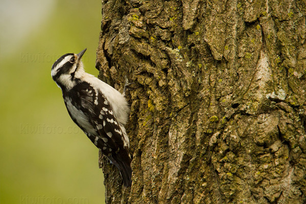 Downy Woodpecker Photo @ Kiwifoto.com