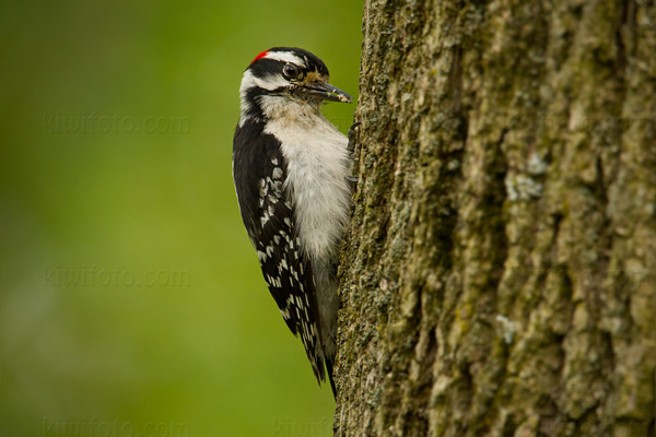 Downy Woodpecker Image @ Kiwifoto.com