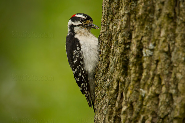 Downy Woodpecker Picture @ Kiwifoto.com