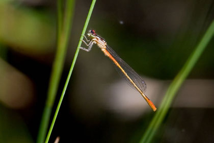 Dragonflies Picture @ Kiwifoto.com