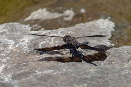 Dragonflies Image @ Kiwifoto.com