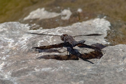 Dragonflies Picture @ Kiwifoto.com