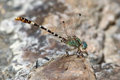 Dragonflies Picture @ Kiwifoto.com