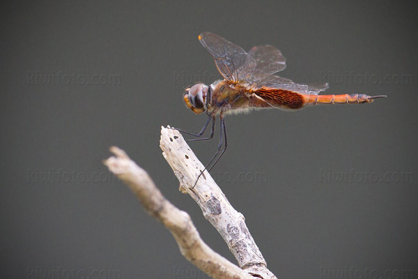 Dragonflies Photo @ Kiwifoto.com
