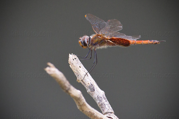 Dragonflies Image @ Kiwifoto.com