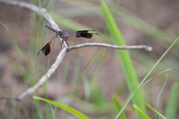 Dragonflies Picture @ Kiwifoto.com