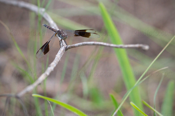 Dragonflies Image @ Kiwifoto.com