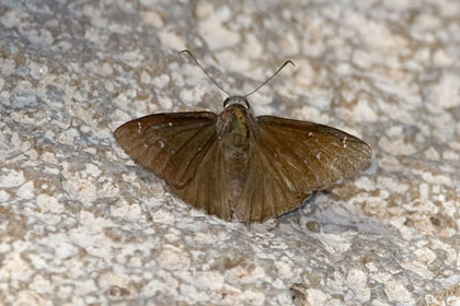 Drusius Cloudywing