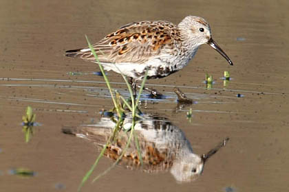 Dunlin