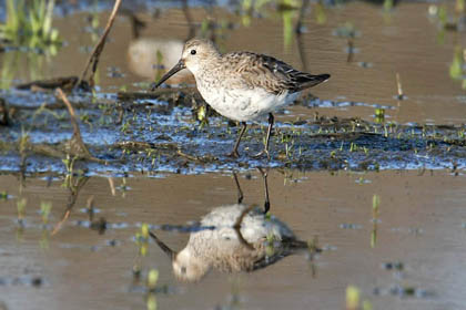 Dunlin Photo @ Kiwifoto.com