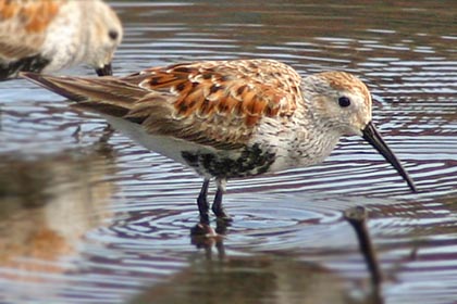 Dunlin Picture @ Kiwifoto.com