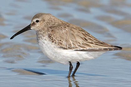 Dunlin Image @ Kiwifoto.com