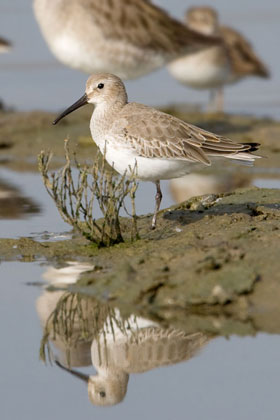 Dunlin Photo @ Kiwifoto.com