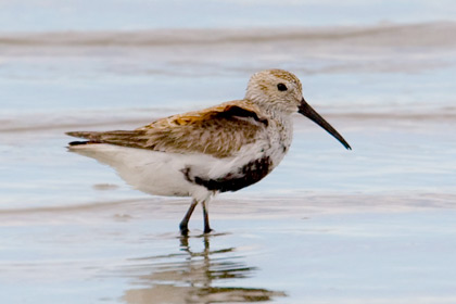 Dunlin Image @ Kiwifoto.com