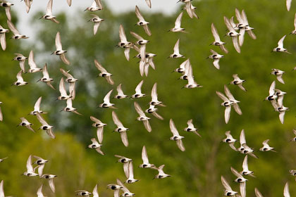 Dunlin Picture @ Kiwifoto.com