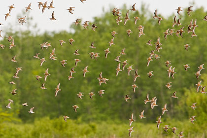 Dunlin Image @ Kiwifoto.com