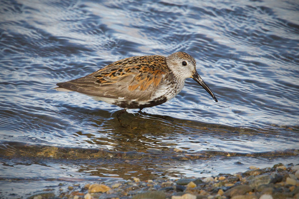 Dunlin Photo @ Kiwifoto.com