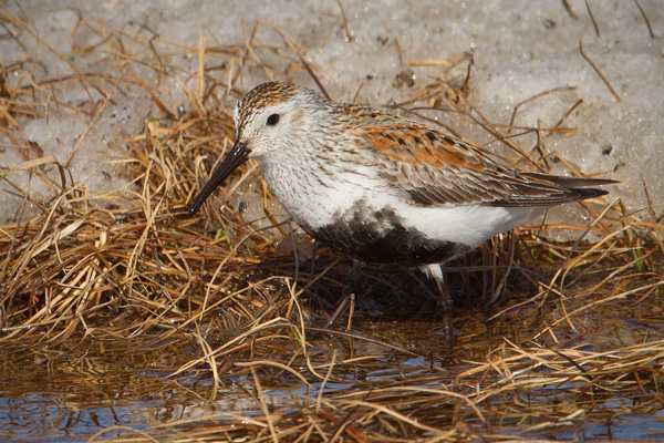 Dunlin