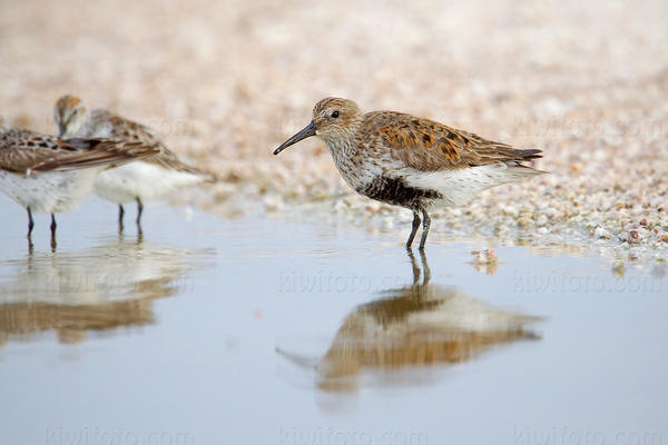Dunlin Image @ Kiwifoto.com