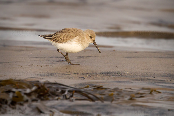 Dunlin Picture @ Kiwifoto.com