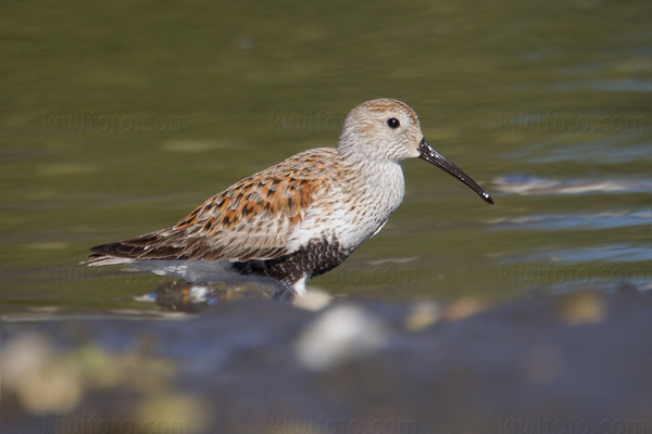 Dunlin Image @ Kiwifoto.com
