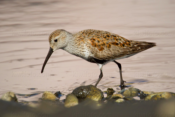 Dunlin Picture @ Kiwifoto.com