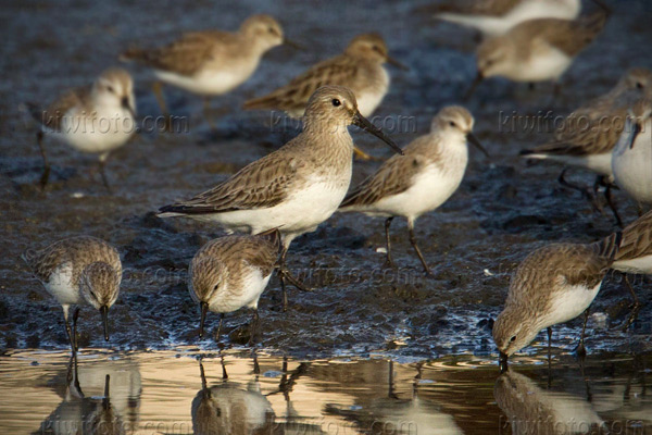 Dunlin Image @ Kiwifoto.com