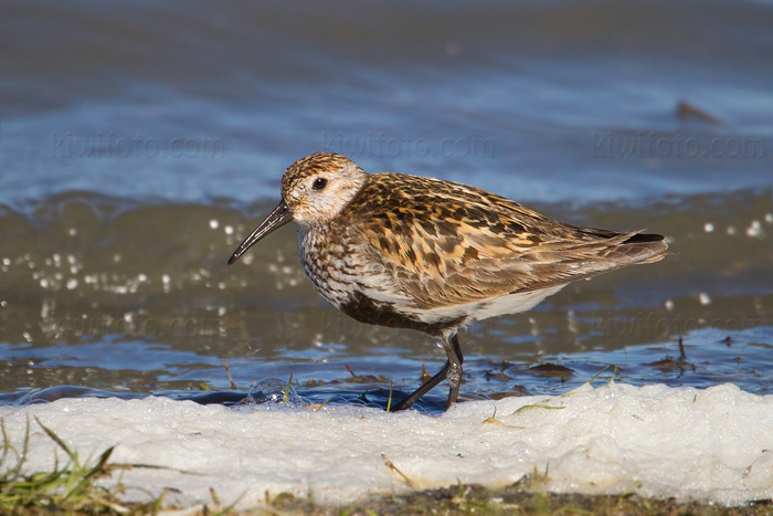 Dunlin Picture @ Kiwifoto.com