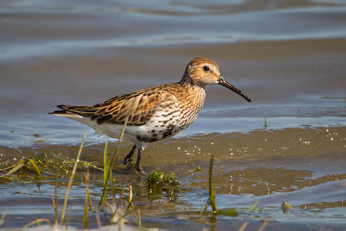 Dunlin Photo @ Kiwifoto.com